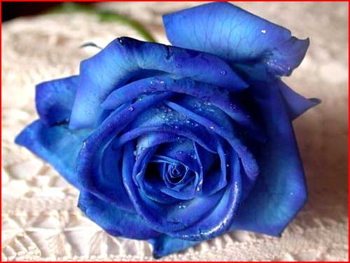 ורד כחול