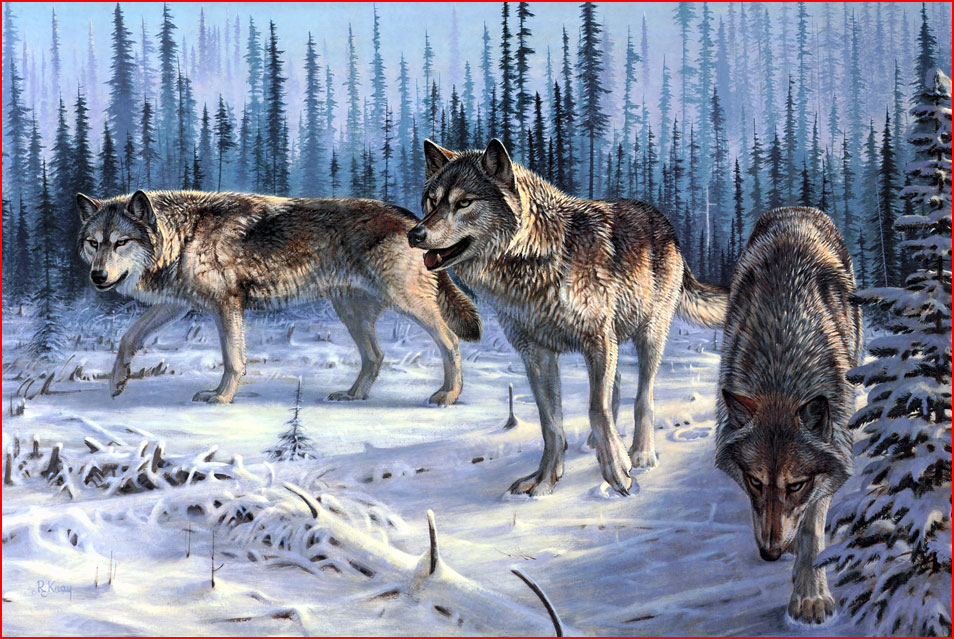 תמונות של זאבים בחורף