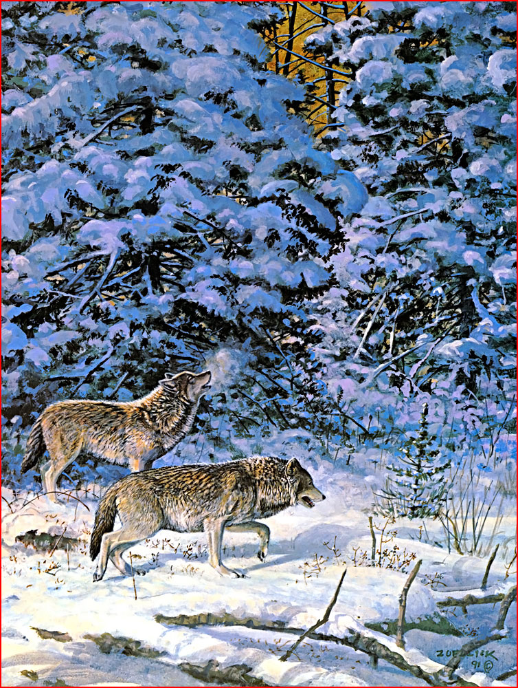 תמונות של זאבים בחורף