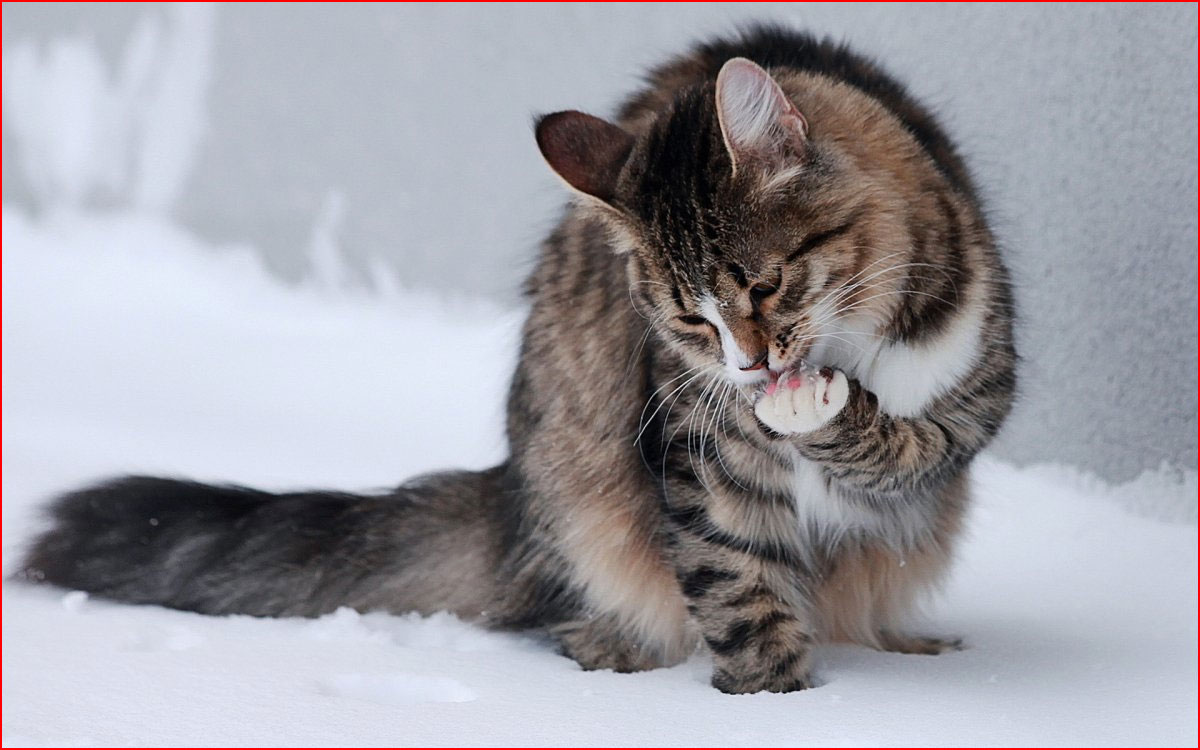 חיות מצחיקות וחמודות בחורף
