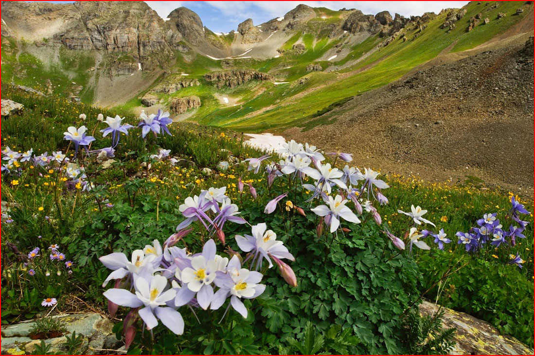 פרחים בהרים