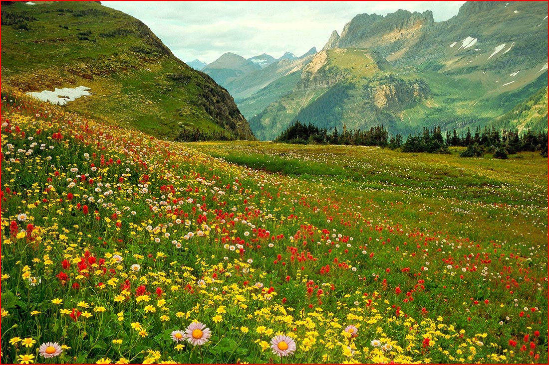 פרחים בהרים