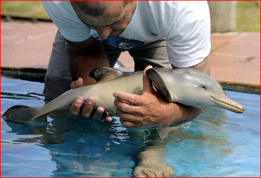 גבר מאורוגוואי הציל את גור הדולפין