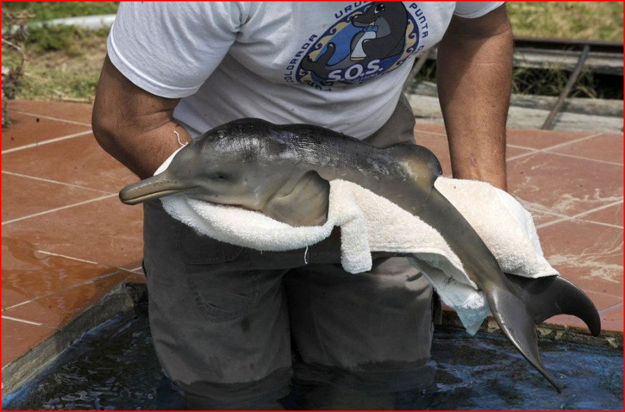 גבר מאורוגוואי הציל את גור הדולפין