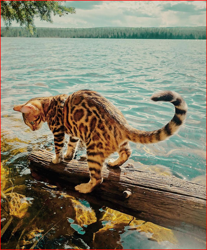 חתול-תייר מקנדה