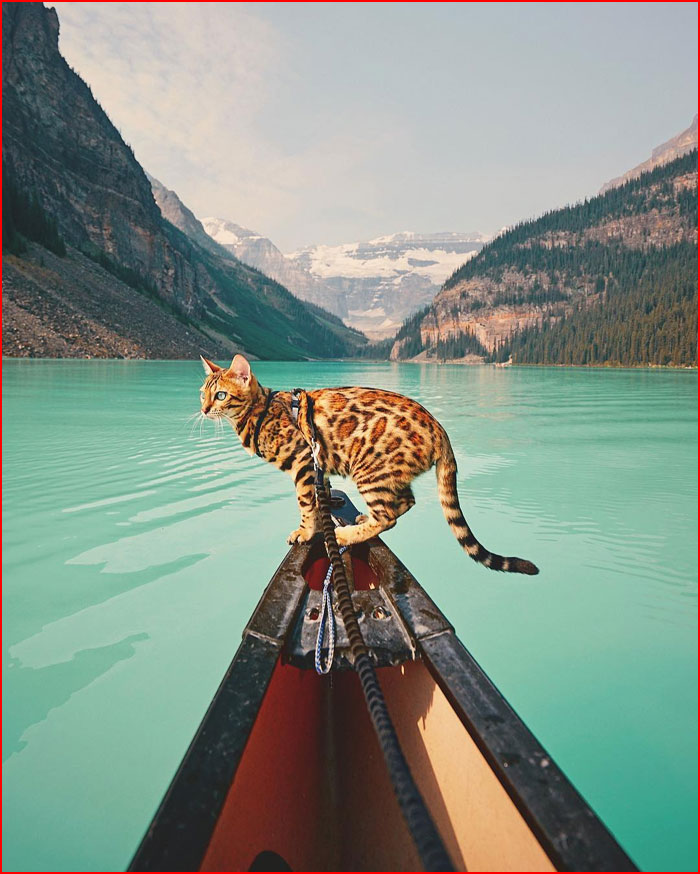 חתול-תייר מקנדה
