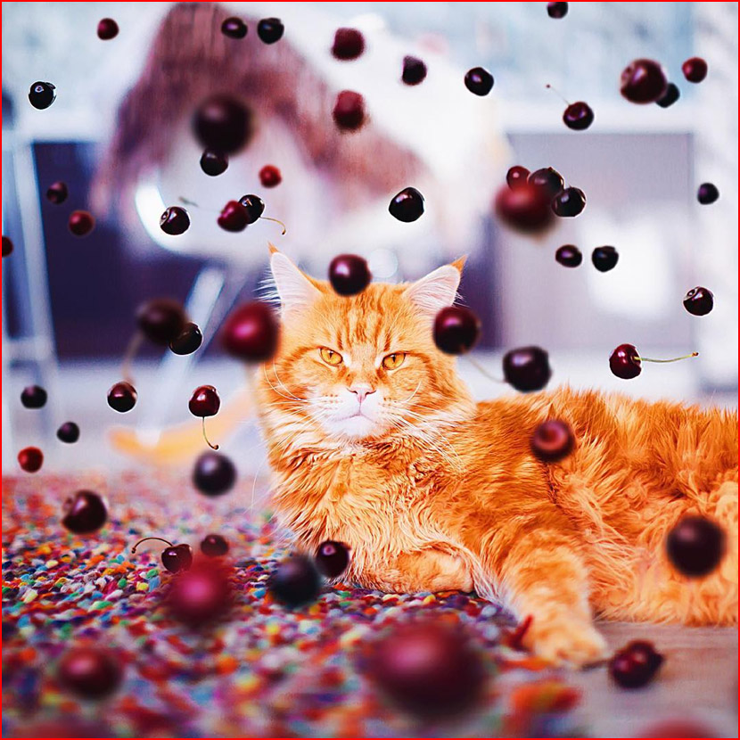 עולם הקסום של צלמת קריסטינה מקייבה