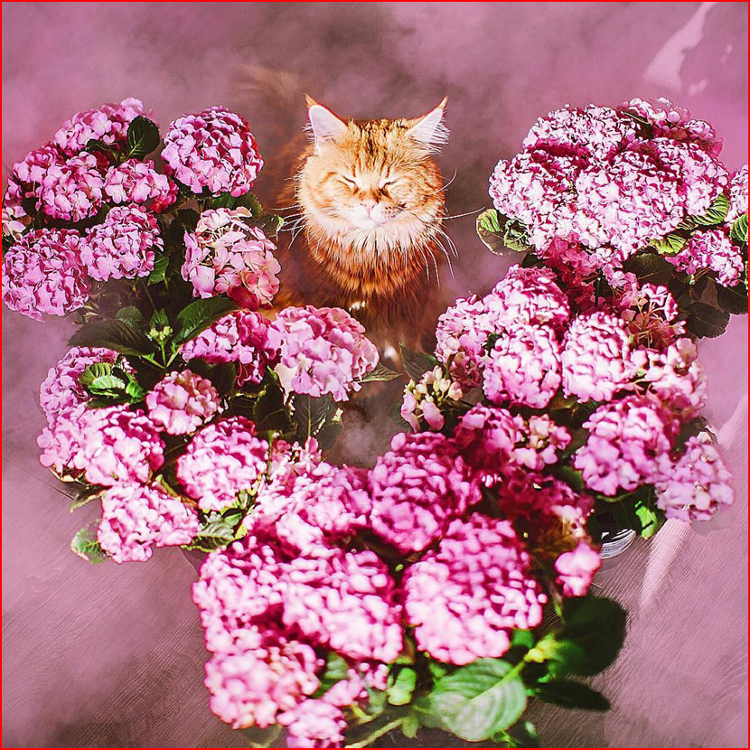 עולם הקסום של צלמת קריסטינה מקייבה