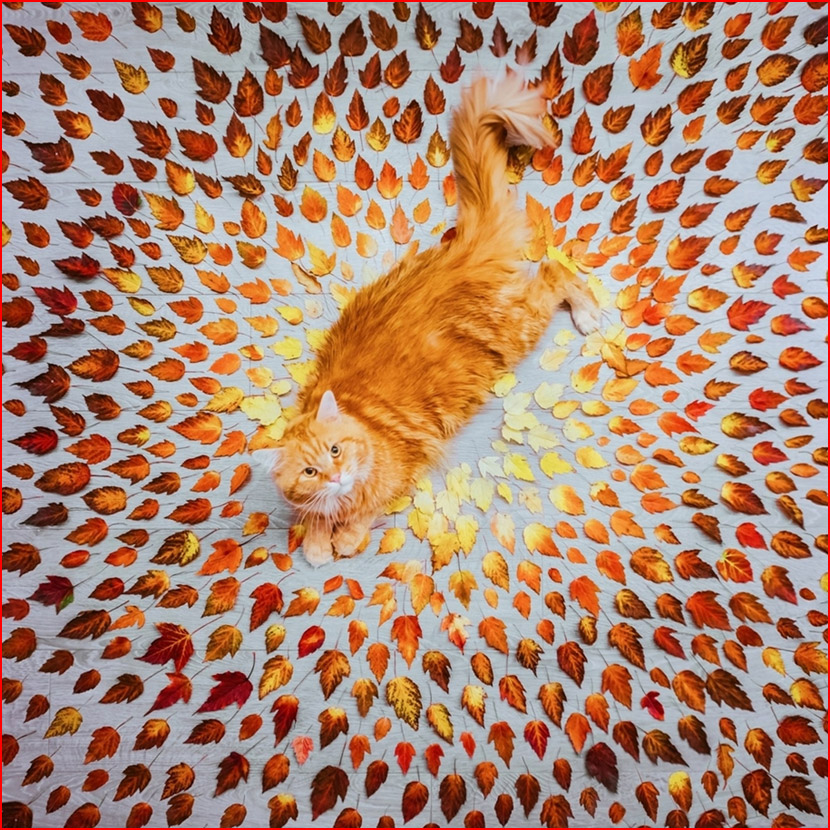 עולם הקסום של צלמת קריסטינה מקייבה