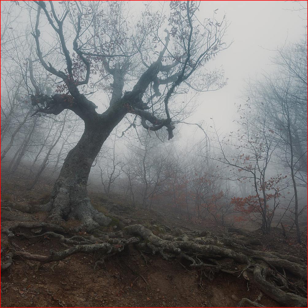 רוח של יער בתמונות של אנדריי אולשוב