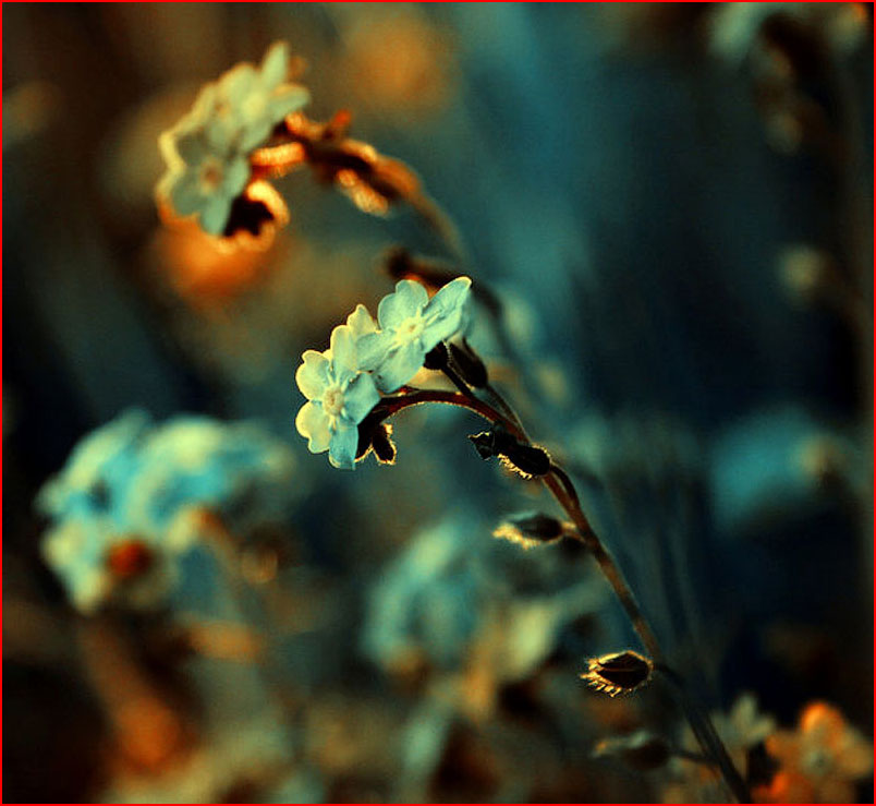 הפרחים של ברברה פלורצ’יק