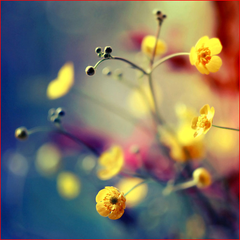 הפרחים של ברברה פלורצ’יק