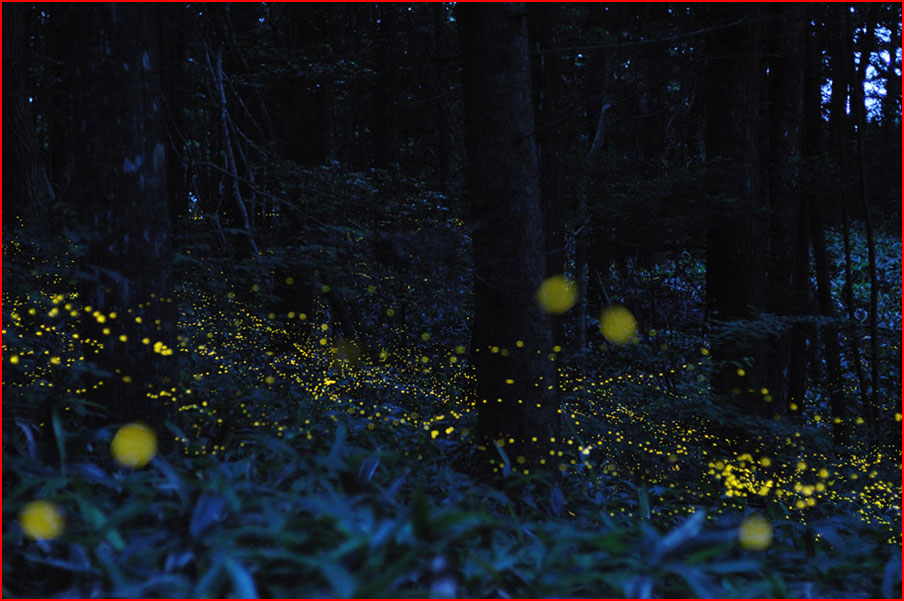 מיליוני גחליליות ביער