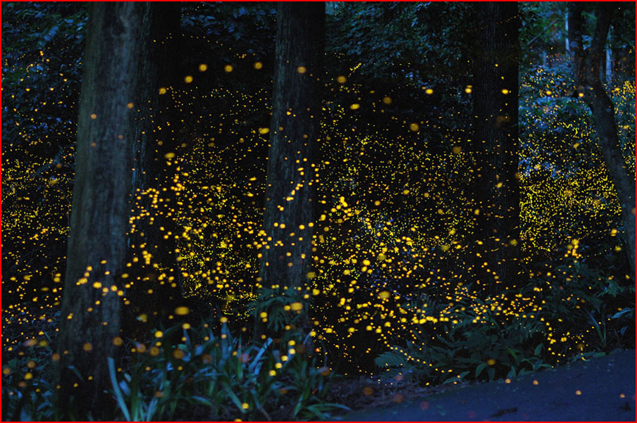 מיליוני גחליליות ביער