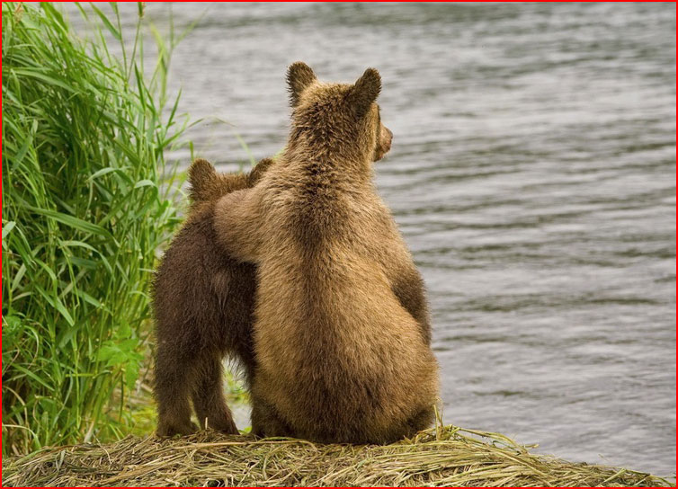 דובים בקמצ’טקה, רוסיה