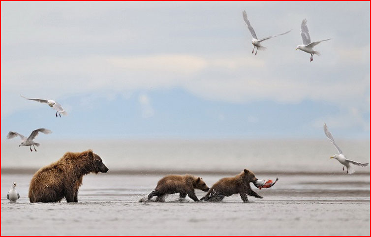 דובים בקמצ’טקה, רוסיה