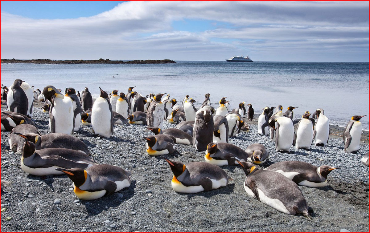 האי של פינגווינים