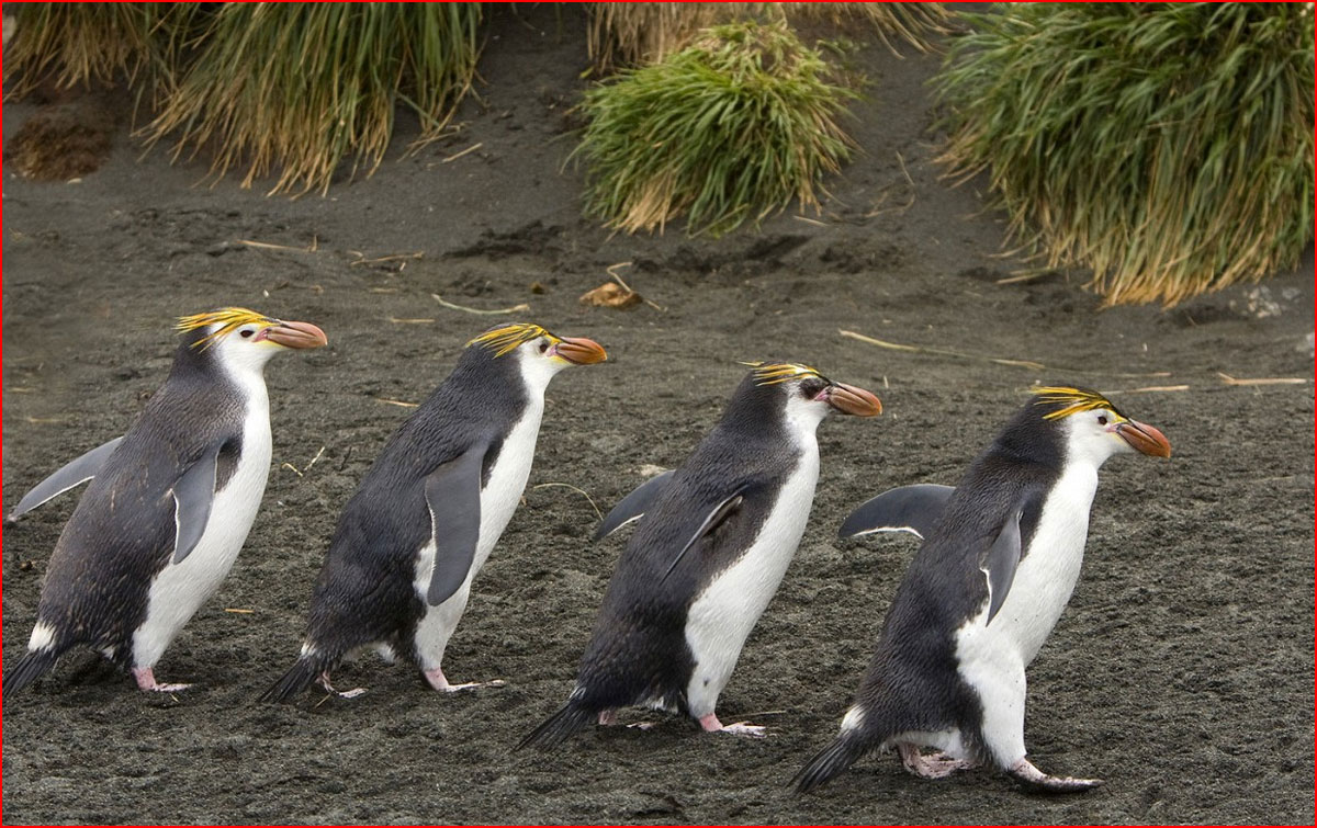 האי של פינגווינים