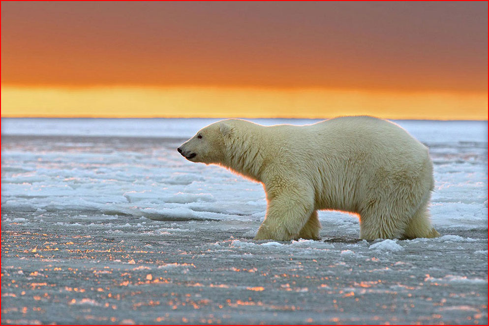 דובים לבנים באלסקה - צילומיו מאת סילבן קורדיה