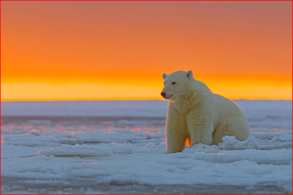 דובים לבנים באלסקה - צילומיו מאת סילבן קורדיה