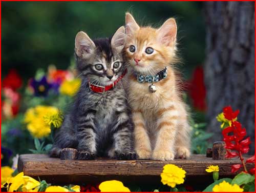 גורי חתולים חמודים | גייז בלוג MyBf