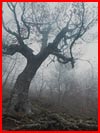 רוח של יער בתמונות של אנדריי אולשוב